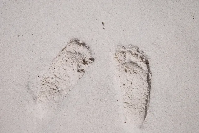 The Journey Of Reducing My Carbon Footprint 